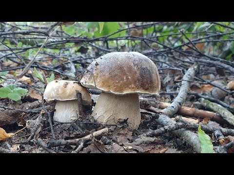 БЕЛЫЕ ГРИБЫ КАК