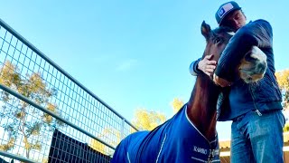 A quiet horse vlog