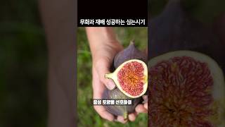 무화과 성공하는 재배방법 심는시기 1분 농사정보 #shortsvideo
