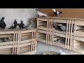 Baki Goyercinleri  Бакинские Голуби Baku Pigeons 14..12..2020