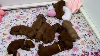 Who wants a beautiful puppy goldendoodle?!?? Reds available 10 days old today