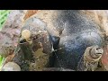Trimming,cutting,cleaning cow'shoof unbelievable to remove sharp steel stucked in it@HorseHoof TV