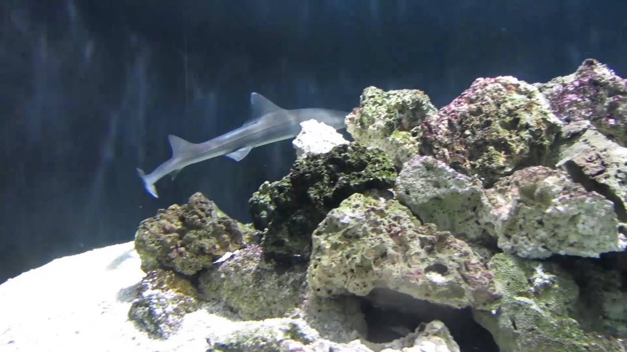 MASSIVE Hammerhead Shark Tank! 