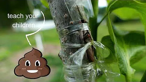 American Persimmon BUD GRAFT update 7.5.2022 -- Spring bud grafts have taken!