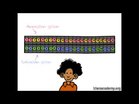 Video: Y kromozomu nereden geliyor?