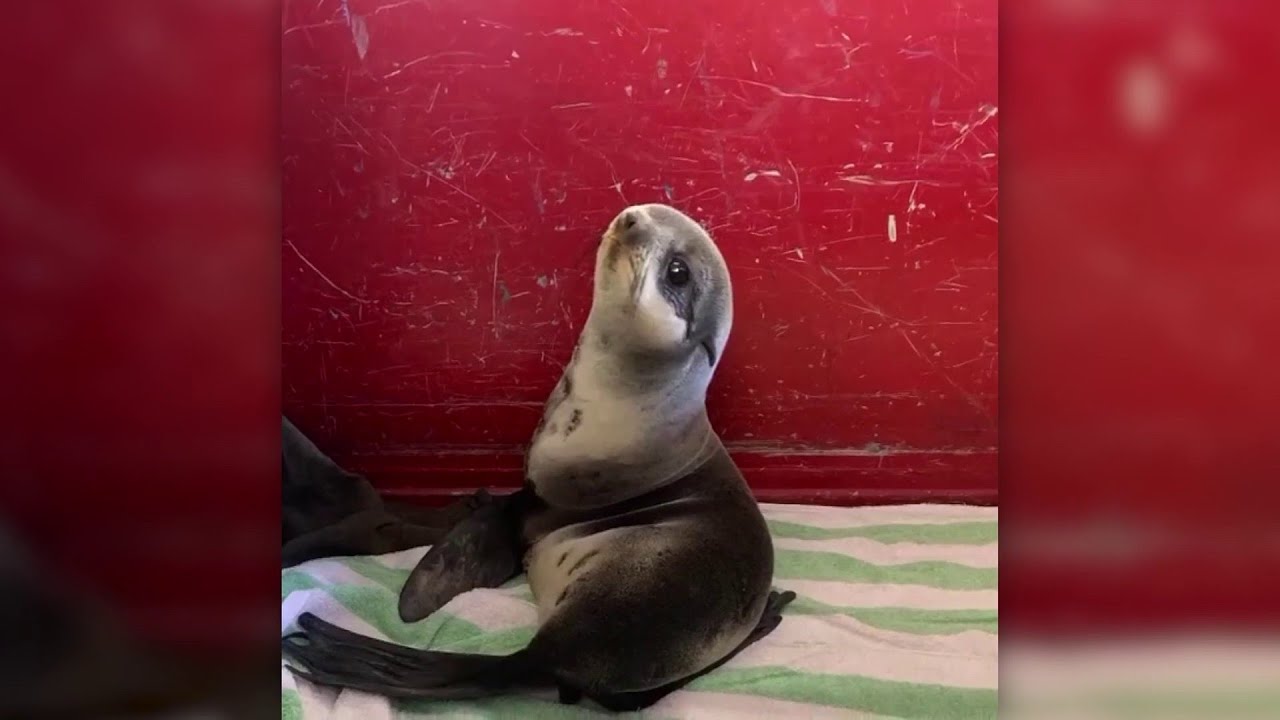 Baby seal rescued from California parking deck YouTube