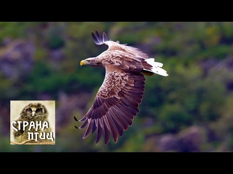 Video: Vse O Jastrebih Kot Največjih Pticah