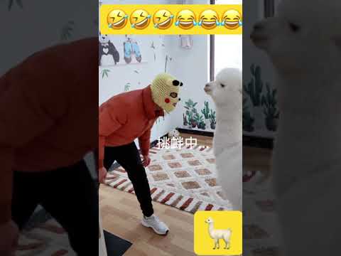 حيوان اللاما الابيض يبصق في وجه من يغضبه
