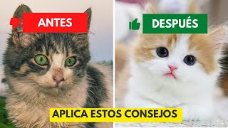 Cómo Cuidar el Pelaje de tu Gato: Tips Esenciales para un Pelo Brillante ✨