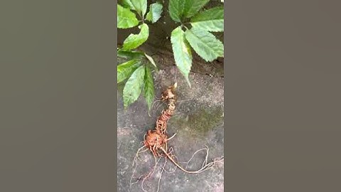 #sâm_ngọc_linh_rừng củ sâm rừng víp 5tr  #sâm_ngọc_linh