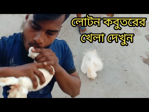 ভিডিও: কীভাবে ফ্যান্সি লিফ ক্যালাডিয়াম বাড়ানো যায়