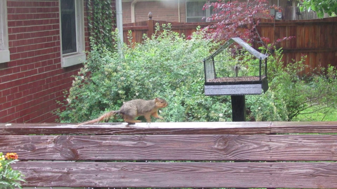 Squirrel on Deck YouTube