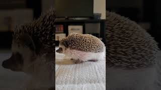 Peeing Hedgehog