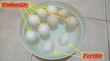 HOW TO CHECK IF AN  EGG IS FERTILE OR INFERTILE ??  ||  CHECK FERTILITY OF ANY EGG|| Mian inventions