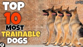 Top 10 most trainable dogs | Intelligent | family | funny