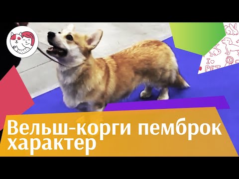 Вельш корги пемброк