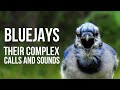 The Complex Calls of Blue Jays -Did You Know Birding? (Episode 4)