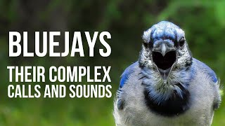 The Complex Calls of Blue Jays -Did You Know Birding? (Episode 4) screenshot 4