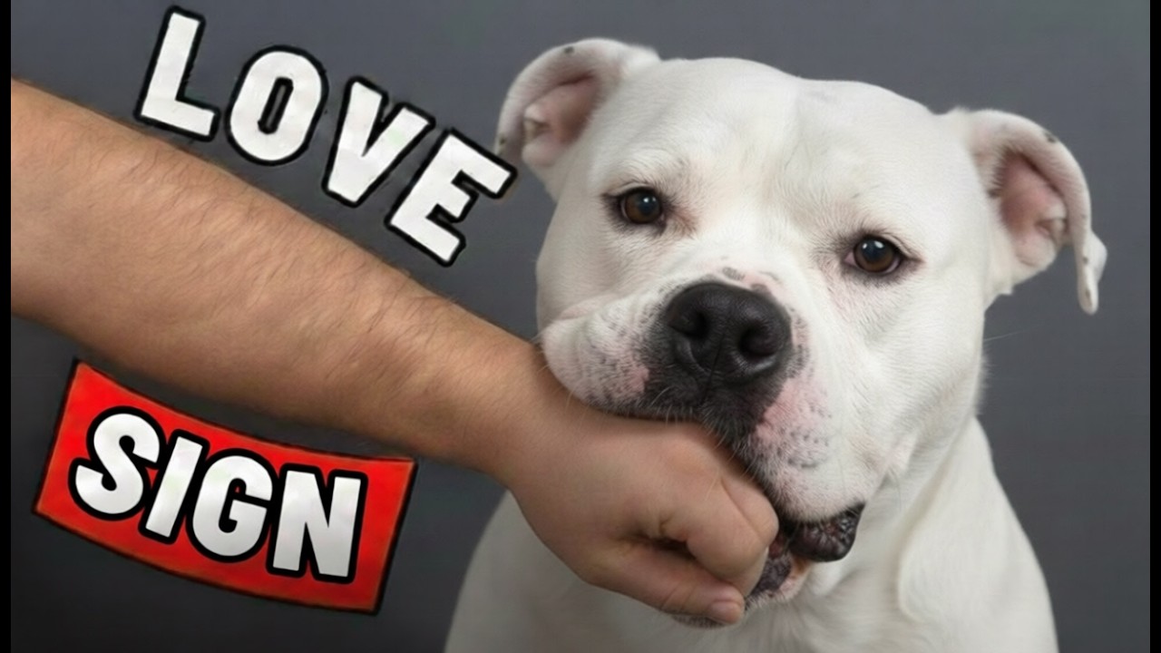 7 Signs Your Dog Has Imprinted on You — Most Owners Miss This - YouTube