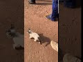 tiny cat in Ghana