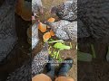 Feeding Your Chickens The Food You Don't Eat!!