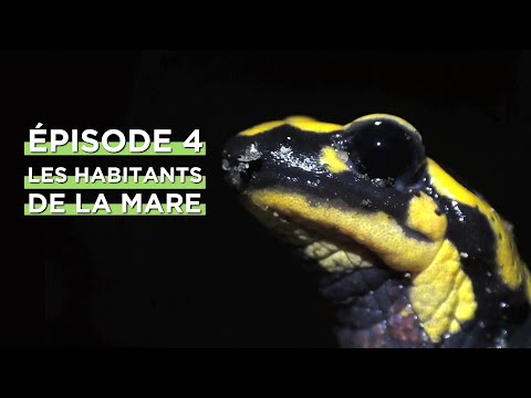 🐸 [Web-série] La