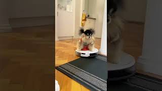 Pomeranian Likes To Ride On Robot Vacuum