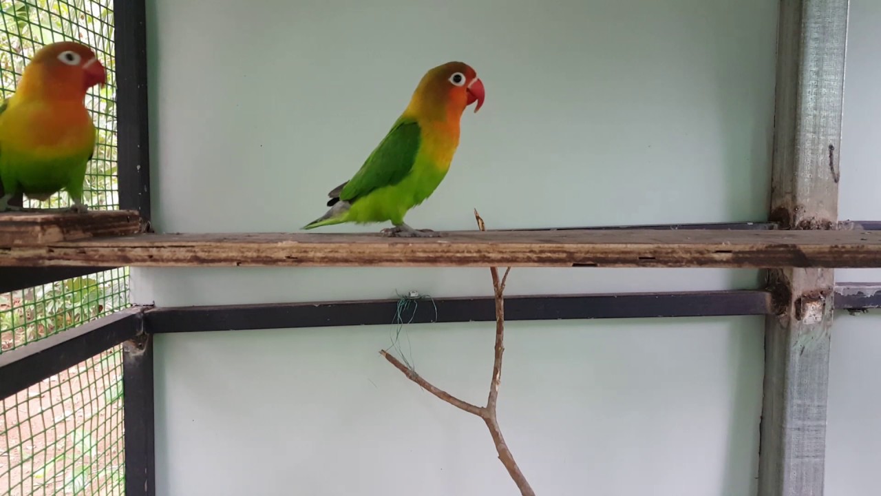 African lovebird 
