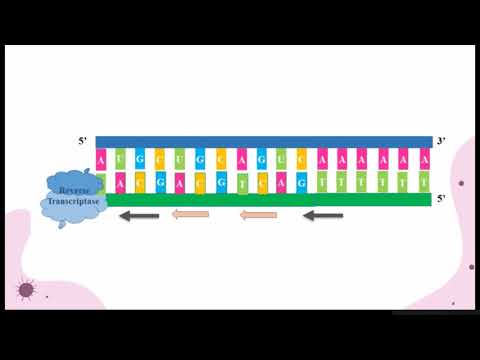 Vídeo: Per a què serveix la PCR de transcripció inversa?