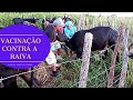 vacinação contra Raiva no gado aqui na minha roça