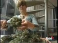 Court Gives Canada 90 Days to Fix Medical Marijuana Program