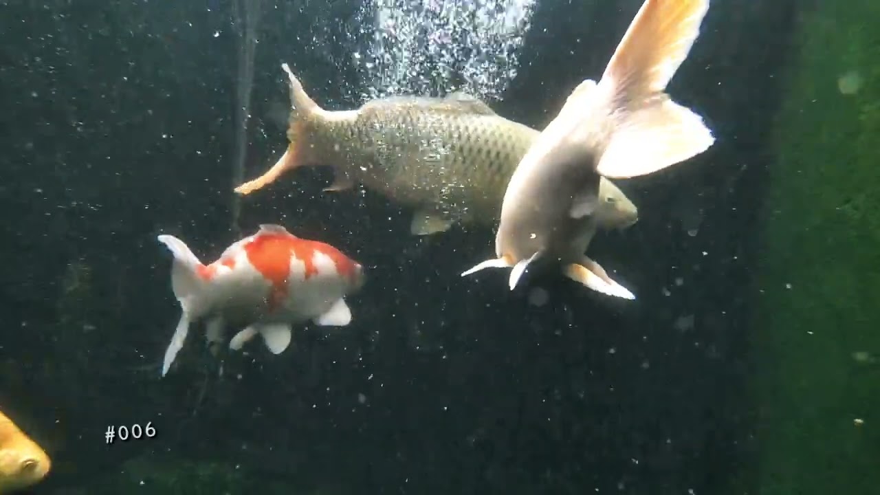 Dengarkan Ini 30 Detik Jika Pikiranmu Lelah | ASMR Ikan Koi