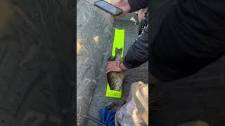Lunker smallmouth for CT river bass tournament #slaynation