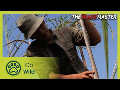 Discovering the cobra hunter of Sukhothai | Snake Master 3/26 | Go Wild