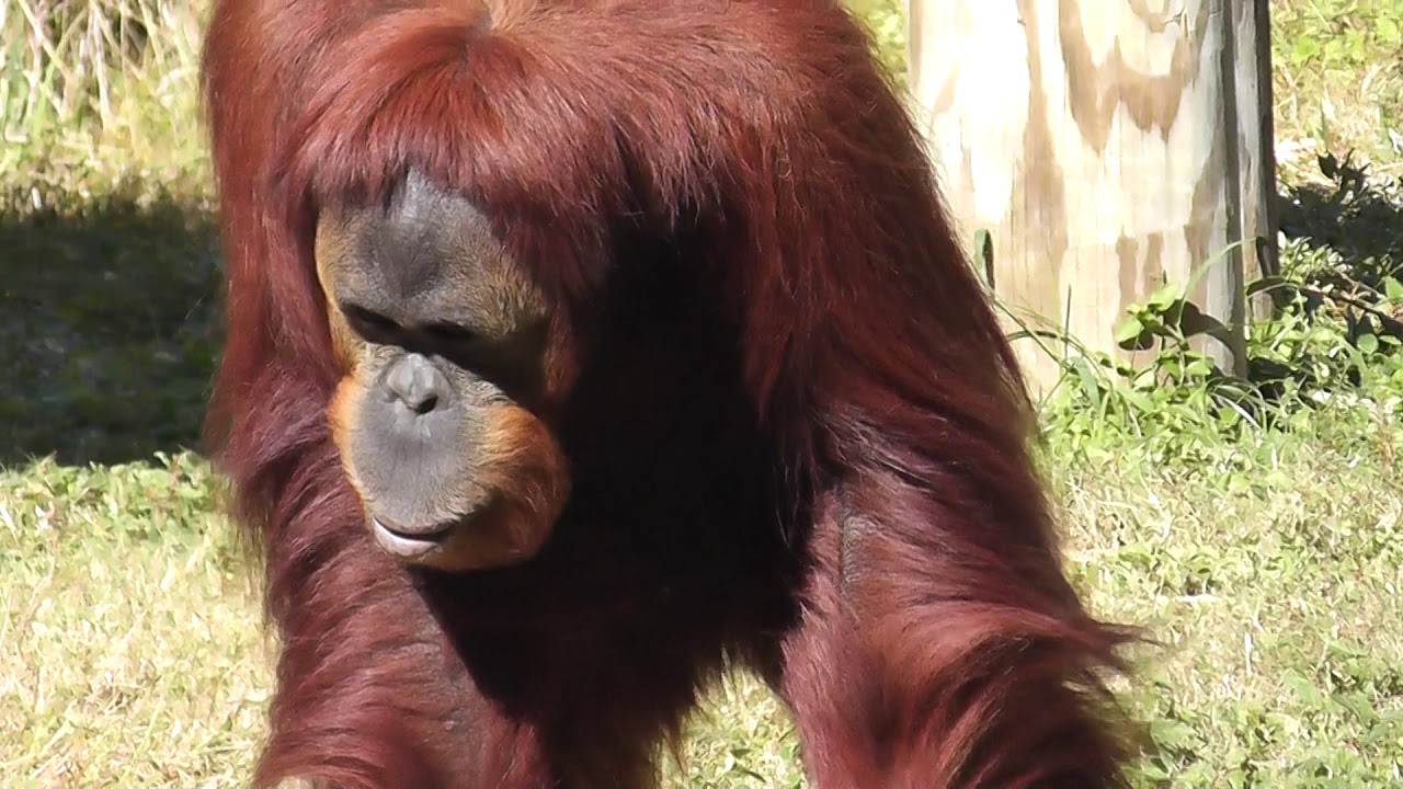 Orangutan female