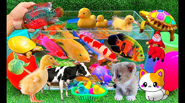 Bắt Các Con Vật Dễ Thương, Con Mèo, Con Cá, Con Bò, Con Thỏ, Con Rùa, Con Vịt, Cá Koi, Cá Vàng Bơi
