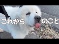 保護犬モナカくんが家庭犬になるまで