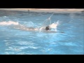 DGI svømning - Crawl - Fra kant