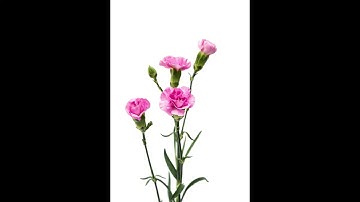 Stop Relying on Willpower. Do This Instead. 🧪