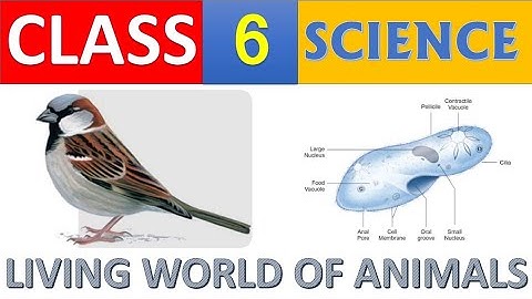 Living World if Animals | Science | Std 6 | Term 1