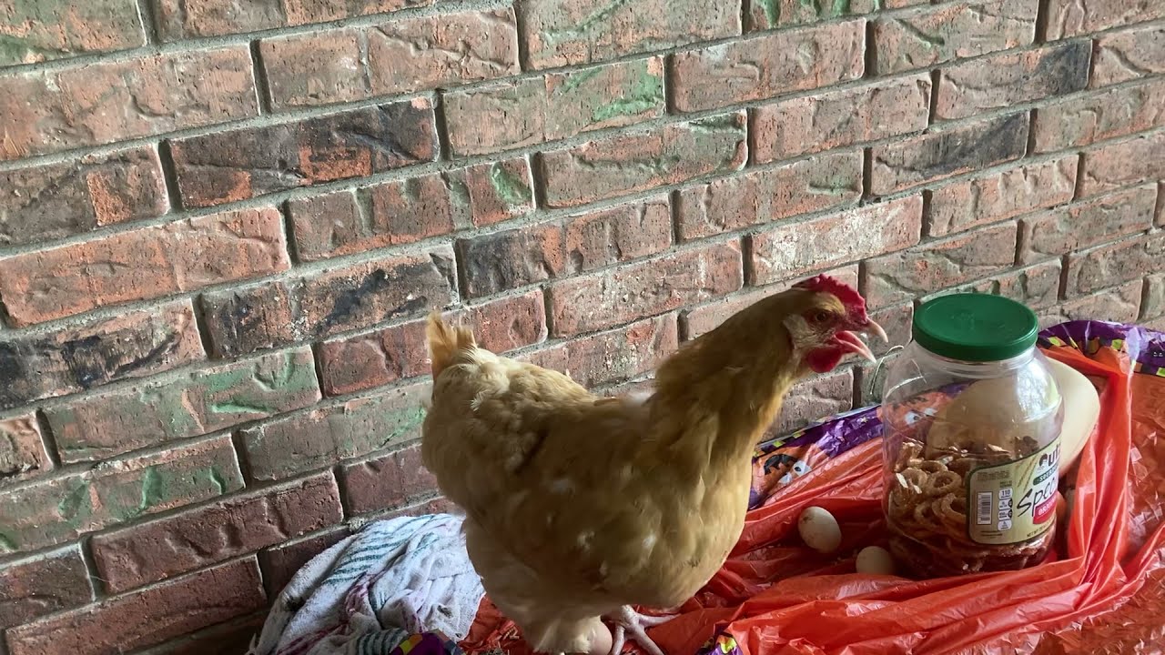 Somerset woman posts pictures of the monster egg her chicken laid