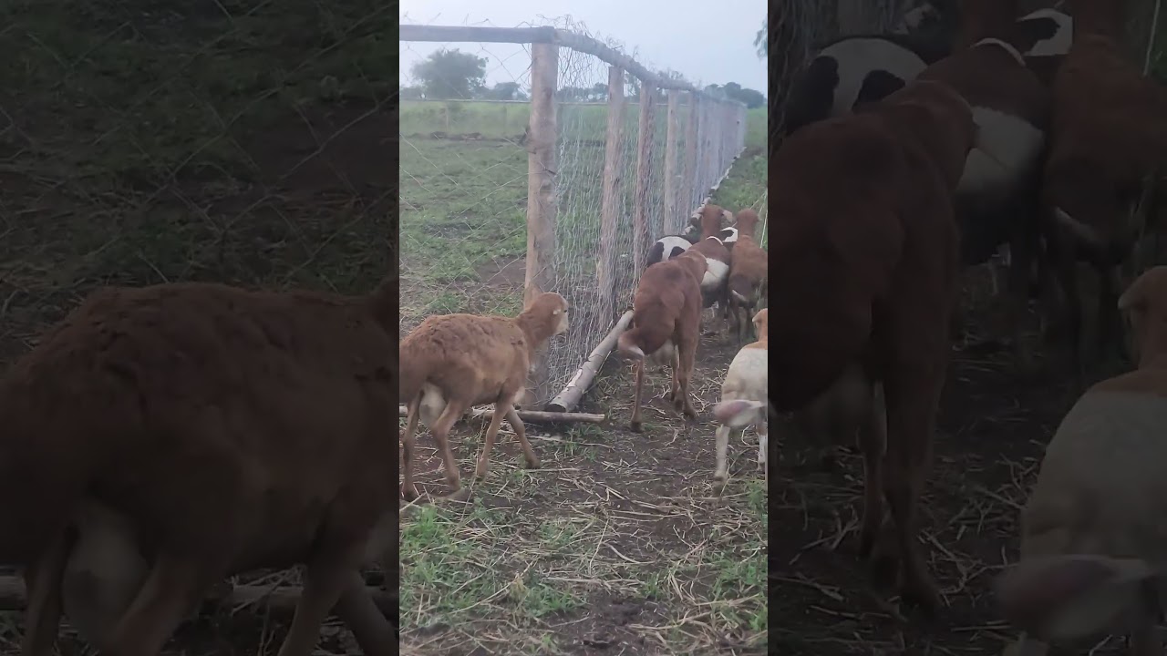দুম্বা কেনা চলমান। চাইলে আপনিও এই ব্যাচে বিনিয়োগ করতে পারেন। কিভাবে করবেন কমেন্ট এ পাবেন