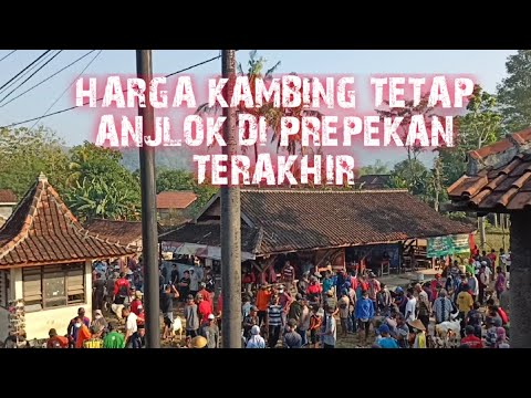 HARGA KAMBING TETAP
