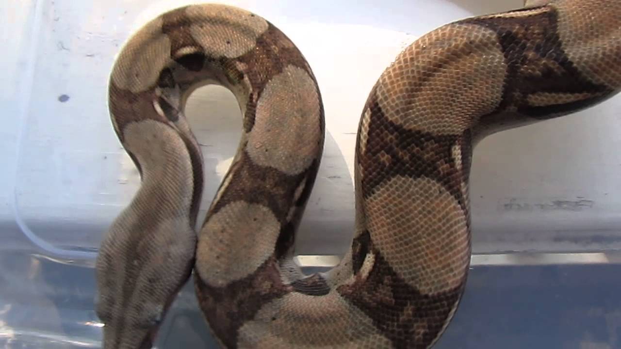 Het Sterling boa 66% Het Sterling boa