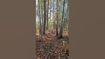 find two aliens, find alien #11, relax time, relax your mind, just try find two aliens,video for fun