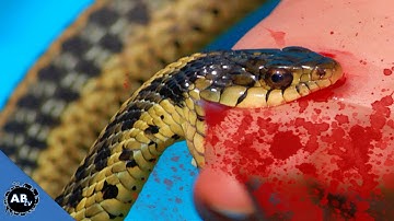 Snake Bites @ BHB Reptiles! SnakeBytesTV - Ep. 418