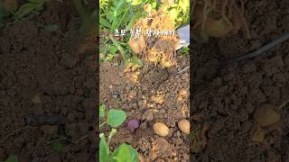 암사주말농장 초부농부의 감자캐기