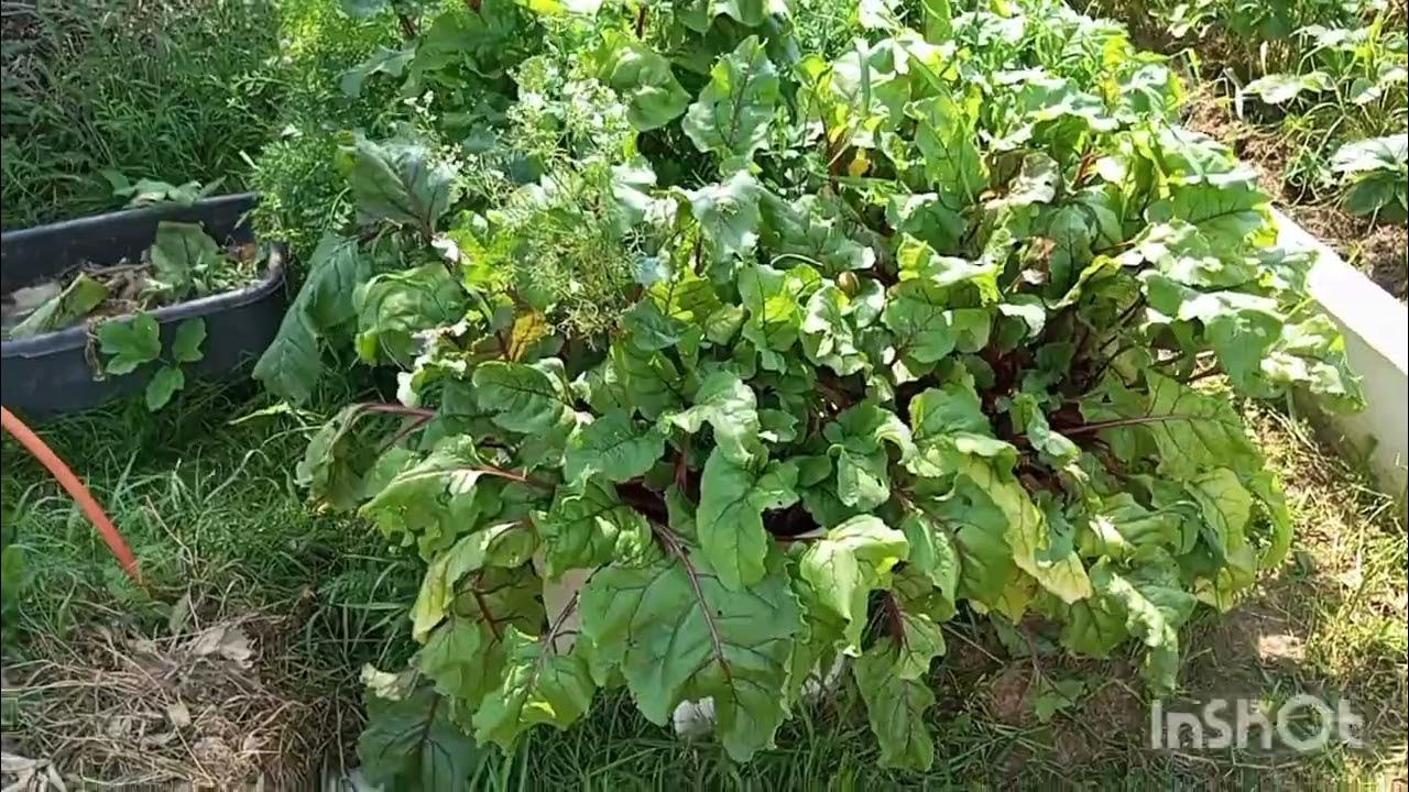 СУПЕР ГРЯДКА НОВЫЙ СПОСОБ ПОСАДКИ СВЁКЛЫ И МОРКОВИ ОБЗОР 11 АВГУСТА ...