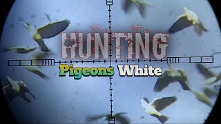 Berburu Pergam Putih Menemukan Sarang Burung Pergam Putih..