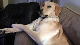 When Dogs Go On A Rampage!! 🐶FUNNIEST Dogs by Funny Pet's Life 23,722 views 3 weeks ago 9 minutes, 52 seconds